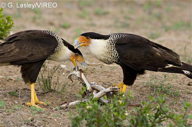 Crested Caracara l07-45-064.jpg